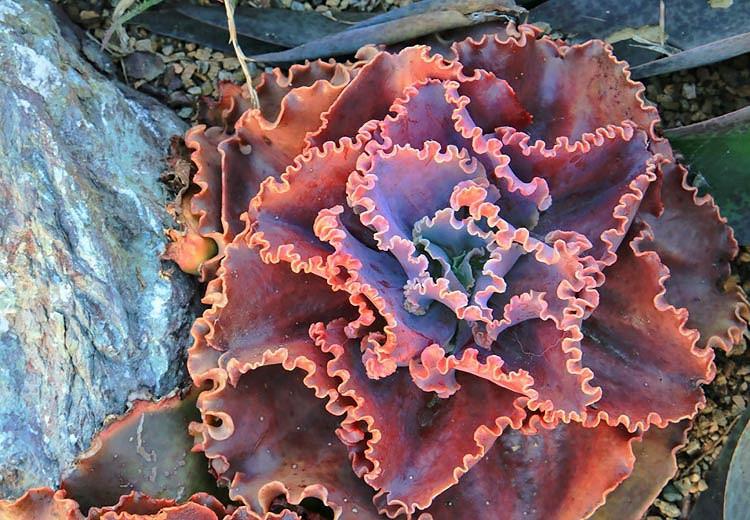 Echeveria 'Arlie Wright','Arlie Wright' Echeveria,  Pink echeveria, Purple echeveria, pink succulent, purple succulent, Ruffled echeveria, Frilled echeveria